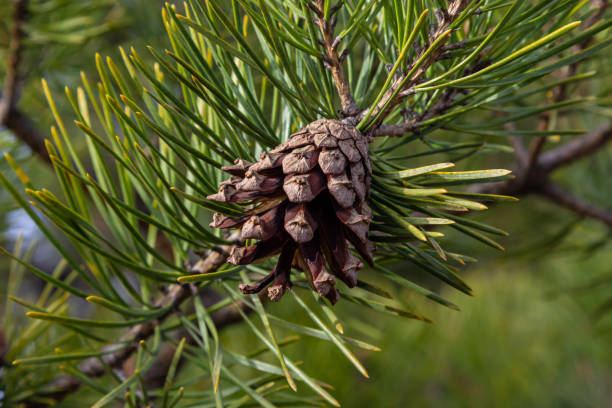 istock Pine cones on branches with needles on the tree in the forest 1401867326