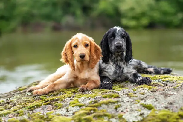 Charming black-white and red russian spaniel puppies lies near the lake on a gray stone with green moss. Walk with the dog at nature. Hunting dogs.