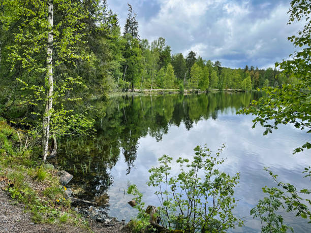 istock Still lake with reflection of trees and dramatic sky 1401868385
