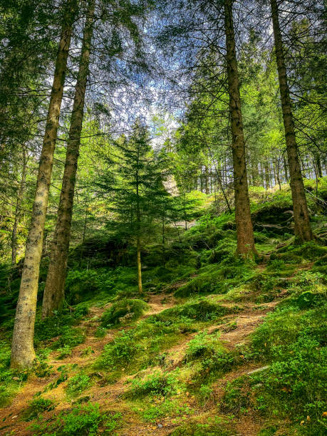 istock Alpine woodland in Spring 1401868390