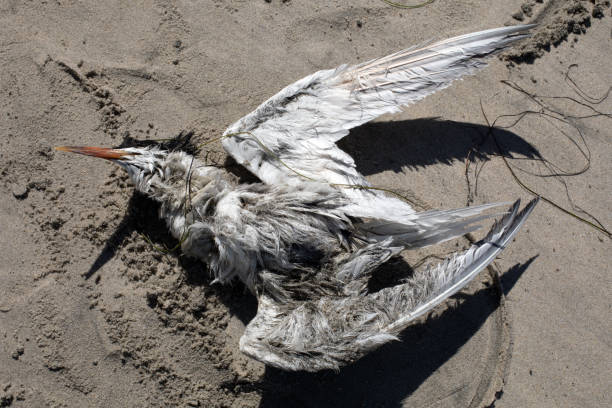 istock Dead sea bird on the sand 1401868445