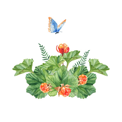 Cloudberry compositions. Forest miniature. Golden juicy berries, green leaves and blue butterfly isolated on white background. Watercolor botanical hand drawn illustration. Can be well used for stickers, cards creation, healthy food and cosmetic design, scrapbooking.