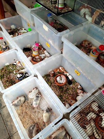 Selling pet Hamster and mouse - Bangkok Pet shop.