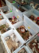 istock Selling pet Hamster and mouse - Bangkok Pet shop. 1401870402