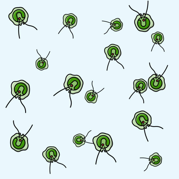 Chlamydomonas Chlamydomonas sp. is green microalgae. It has a stigma or eyespot. This microalgae plays an important role as a model for molecular study. chlamydomonas stock illustrations