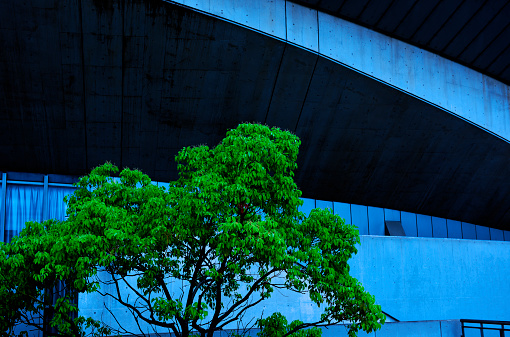 Close-up of tree and buildings under the moonlight.