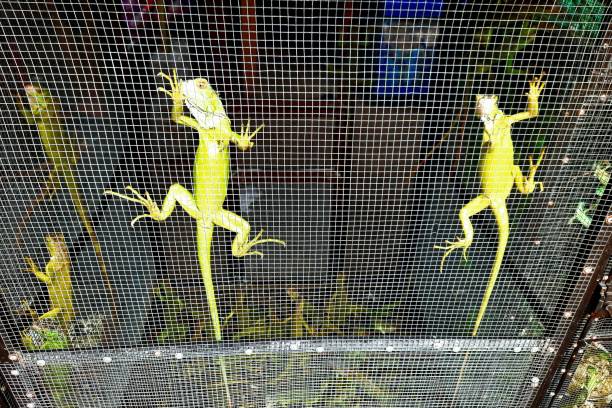 Selling Iguana pets in cage - Bangkok Pet shop. stock photo