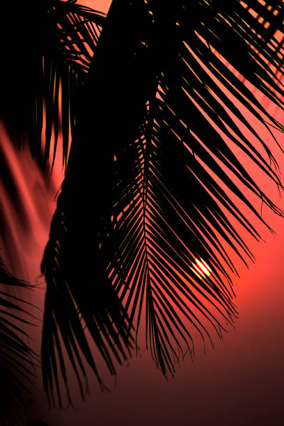 istock Silhouette of palm tree with sunset sky 1401873926