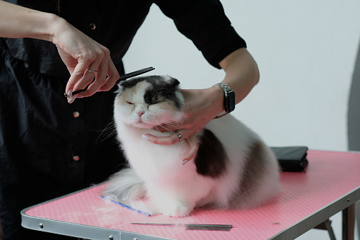 Grooming master cuts a cat, cares for a cat.