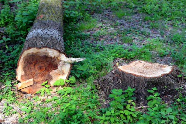 istock Felled poplar tree in the forest. Deforestation or global warming concept, environmental issue 1401874566