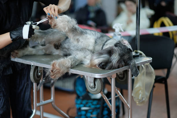 istock Miniature schnauzer lies on the table during grooming 1401874573