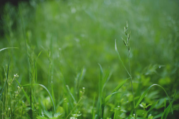 istock Spring park. Green background of young grass 1401874803