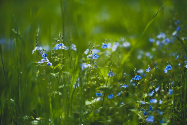 istock Myosotis sylvatica, little blue flowers on a blurred background 1401874805