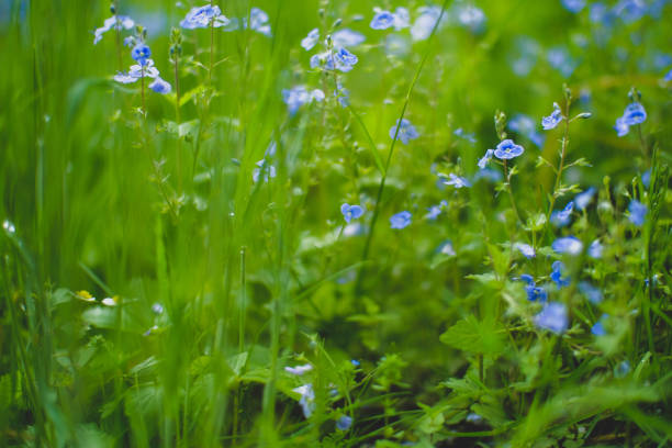 istock Myosotis sylvatica, little blue flowers on a blurred background 1401874814