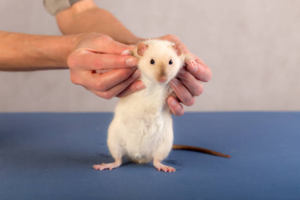 istock white domestic rat in hands 1401874858