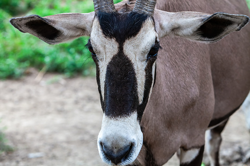 Antelope head close-up