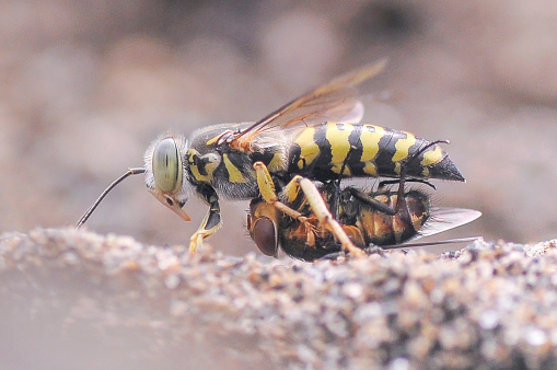wasp or gyellow jacket on weathered wood looking for material for the nest, the wasp plague in summer is dangerous for allergy sufferers, copy space