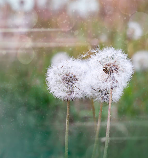 istock fluffy dandelions closeup outdoors 1401878751
