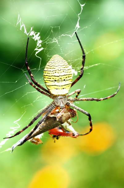 istock Yellow Spider wrapping Grasshopper by its web - animal behavior. 1401878828