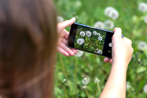 Girl taking photo of dandelion by smartphone. Summer activity in a nature. Nature-study. Allergy season.