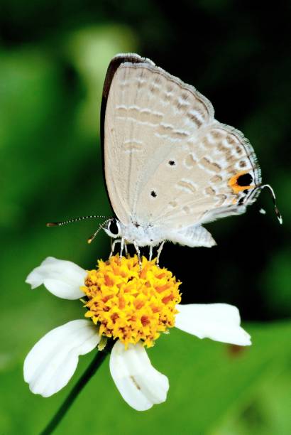 istock Butterfly on flower - animal behavior. 1401879933