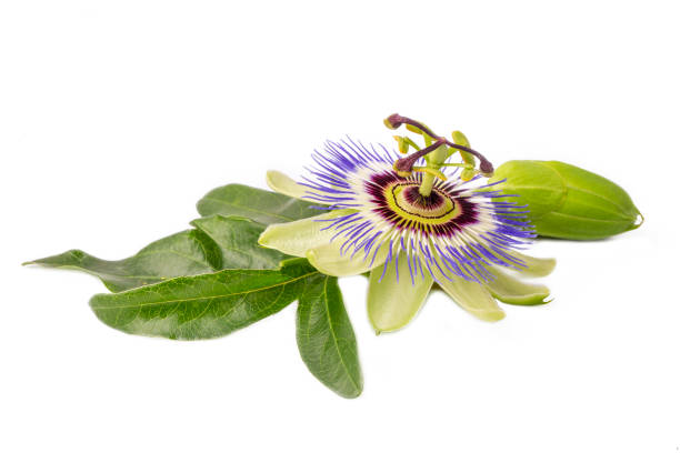 istock Passiflora incarnata on the white background 1401880131