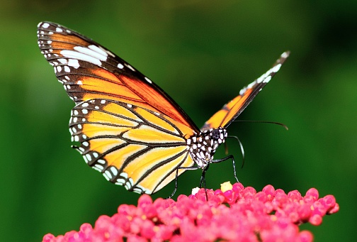 Butterfly spreading wings on red flower - animal behavior.