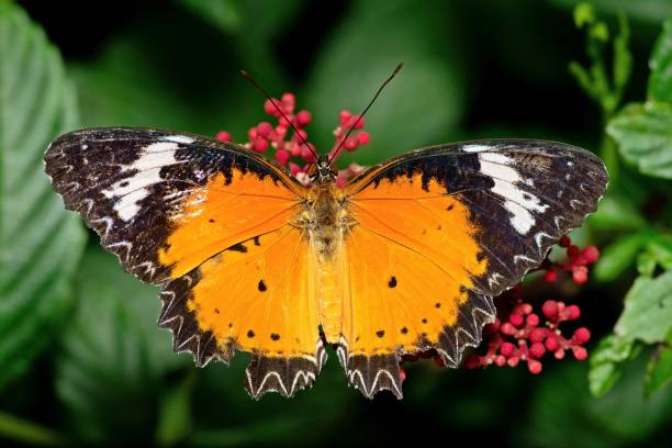 istock Butterfly spreading wings on red flower - animal behavior. 1401880148