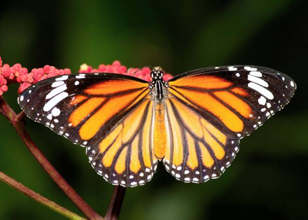 istock Butterfly spreading wings on red flower - animal behavior. 1401880151