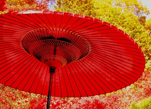 Red snake-eye umbrella in Kyoto.
Japanese red paper umbrella in autumn garden.
Kyoto.Japan.