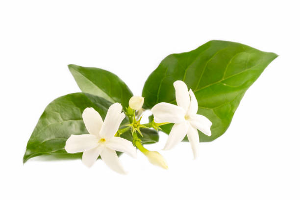 istock Fragrant jasmine plant flower, Scientific name; jasminum sambac 1401880504
