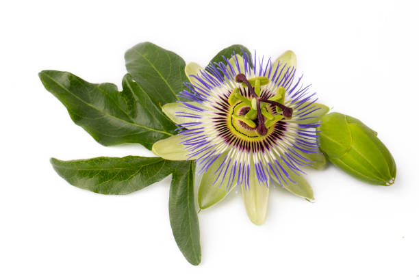 istock Passiflora incarnata on the white background 1401881072