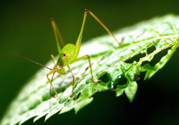istock Grasshopper on green bitten leaf - animal behavior. 1401881725