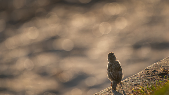 Rear view of a sparrow perching on concrete wall, out-of-focus beach sand in the background.