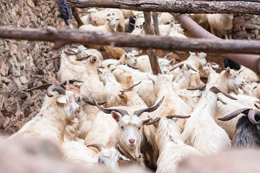 flock of sheep and lambs grazing in the field, mother sheep and baby lamb together,