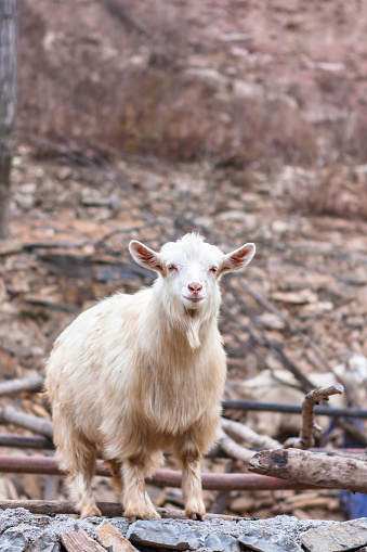 White goat isolated. Goat on white background.