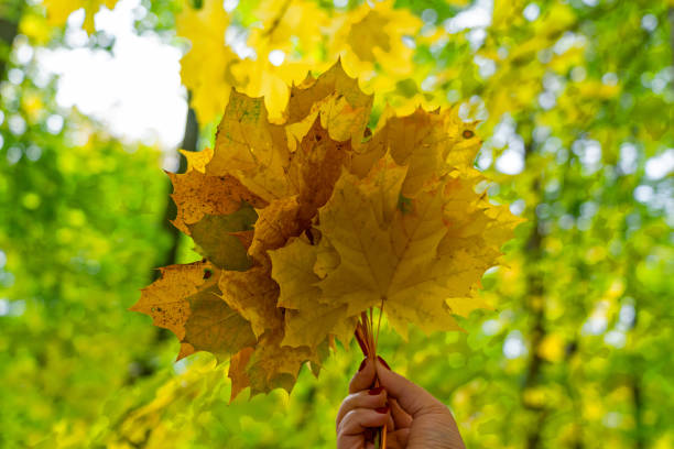 istock Autumn maple leafs in hand, autumn forest landscape. 1401883239