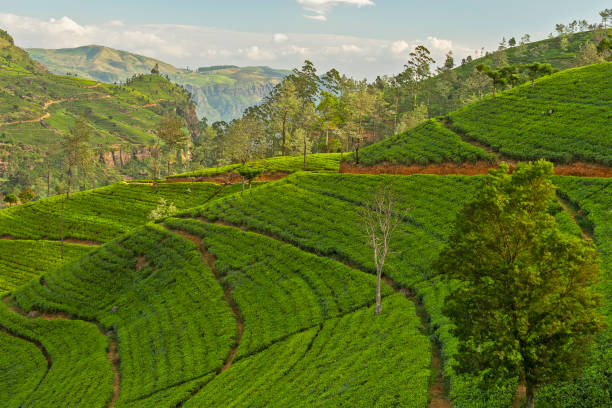 istock Tea fields in Sri Lanka,  Nuwara Eliya green hills 1401883246