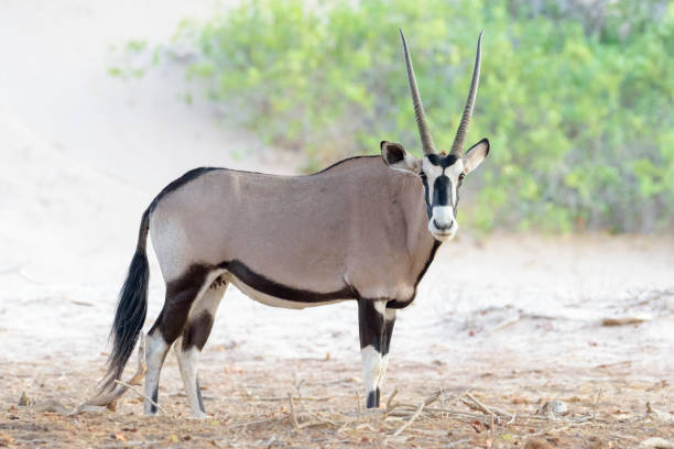 oryx (oryx gazella) olhando para a câmera - oryx - fotografias e filmes do acervo