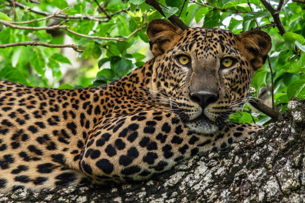 istock Leopard wild panther animal laying on the tree 1401883358