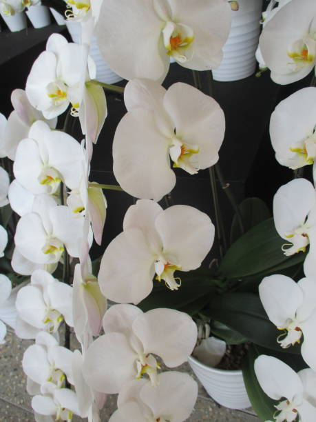 istock Phalaenopsis orchid with elegant and beautiful white flowers 1401883664
