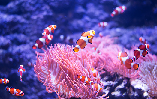 Sea life. Coral reef Underwater scene with Anemone and anemonefish fish  clownfish. Scuba Diver Point of View.