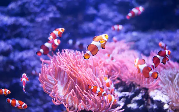 Photo of Concept - to be yourself, to be unique. A flock of standard clownfish and one colorful fish. On black background