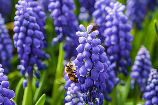 Hyacinth flowers in the spring garden, Close-up of honey bee collecting pollen from purple hyacinths in field. Selective focus honey bee.