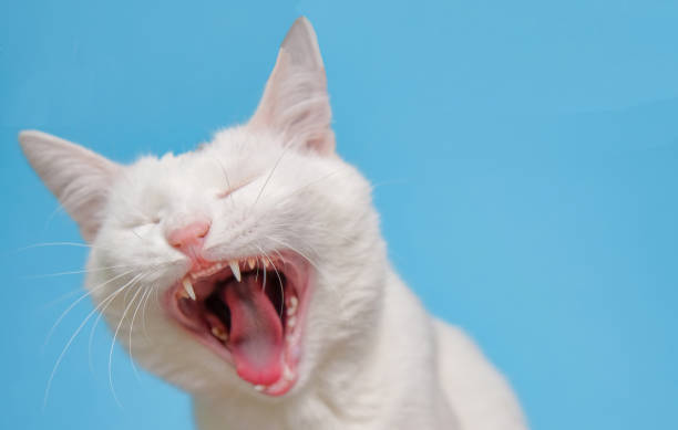 istock Sleepy cat with white fur yawning on a blue background 1401885854