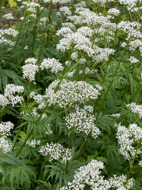 istock Valerian, Valeriana officinalis 1401887083