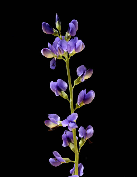 istock Faerberhuelse, Baptisia australis, Tinctoria, Indigolupine 1401887148