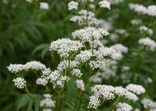 istock Valerian, Valeriana officinalis 1401887204