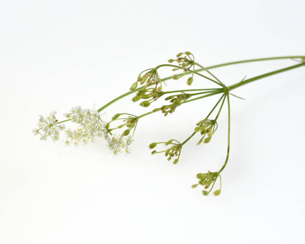 istock Kuemmel, Echter, Carum, carvi 1401888432