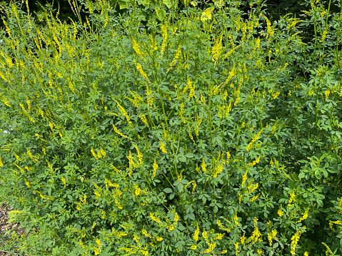 A macro capture of a blooming goldenrod weed with a natural vibrant background in the early autumn.